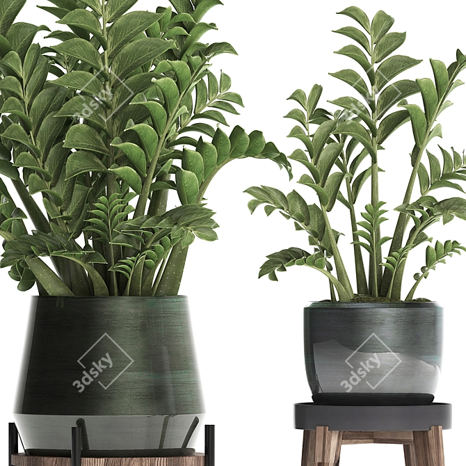 Exotic Houseplant Collection: Zamioculcas & Caladium in Pots 3D model image 4