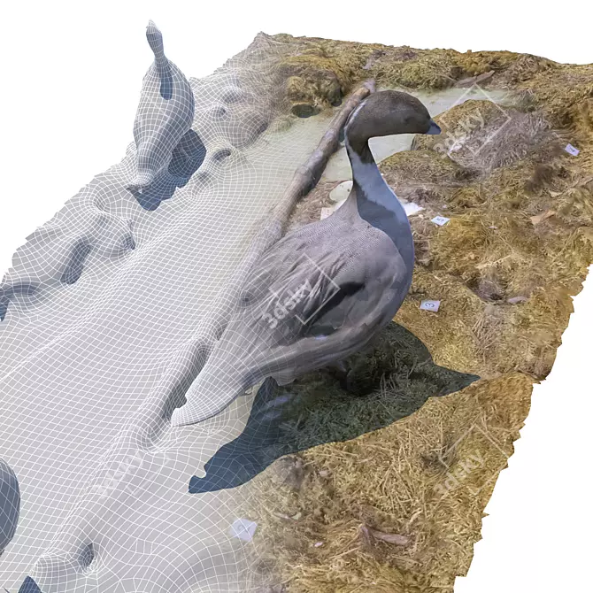 Feathered Wonders Exhibit 3D model image 4