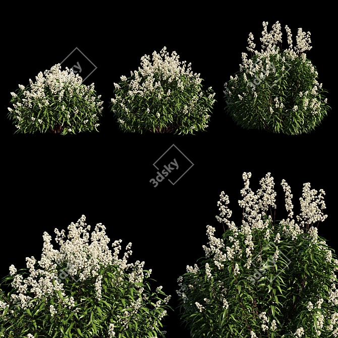 Spiraea Alba Tree: Life-like 3D Model 3D model image 1