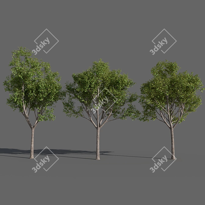 Variations of Trees (Summer-Autumn) 3D model image 3