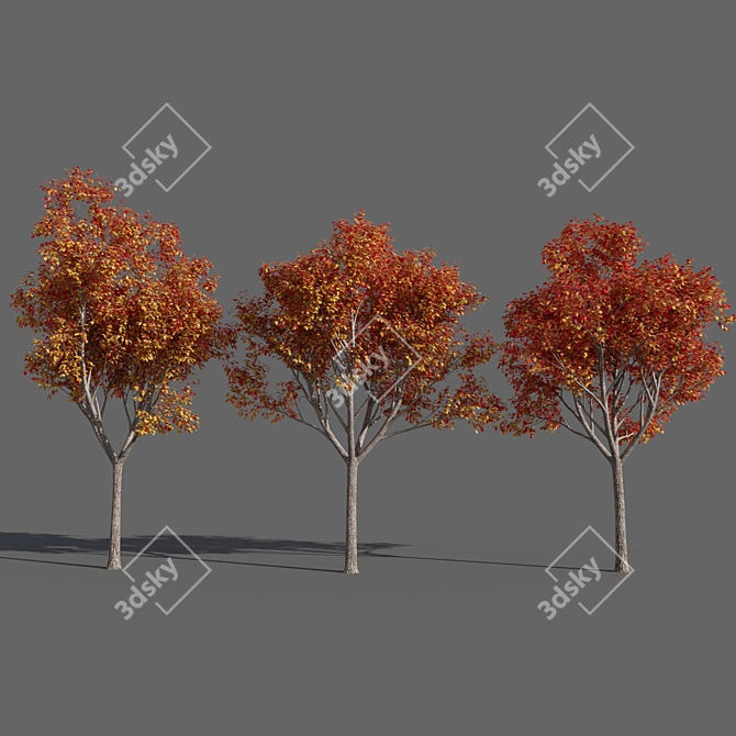 Variations of Trees (Summer-Autumn) 3D model image 4