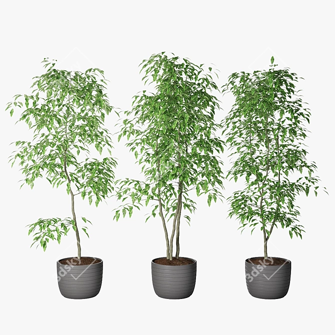 Triple Ficus Benjamin Trio in Pots 3D model image 1