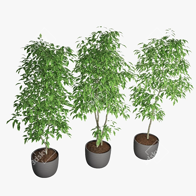 Triple Ficus Benjamin Trio in Pots 3D model image 3