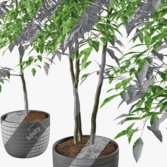 Triple Ficus Benjamin Trio in Pots 3D model image 4