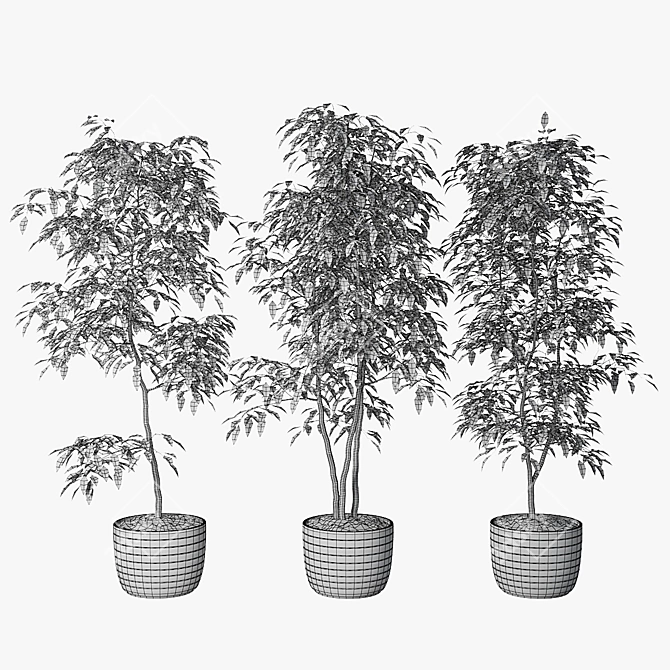 Triple Ficus Benjamin Trio in Pots 3D model image 5