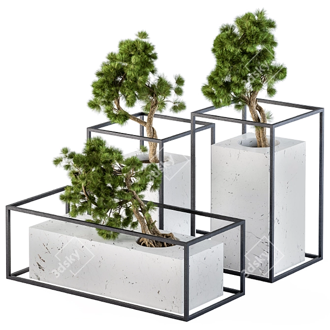 Marble Pot Bonsai Pine - 3 Types 3D model image 1