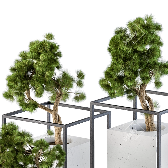 Marble Pot Bonsai Pine - 3 Types 3D model image 2