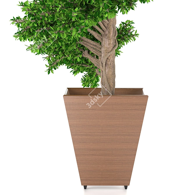 Spiral Boxwood - 1447mm Height 3D model image 3