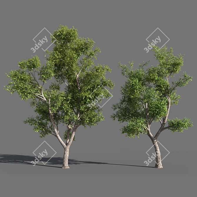  Seasons Tree Pack 3D model image 2
