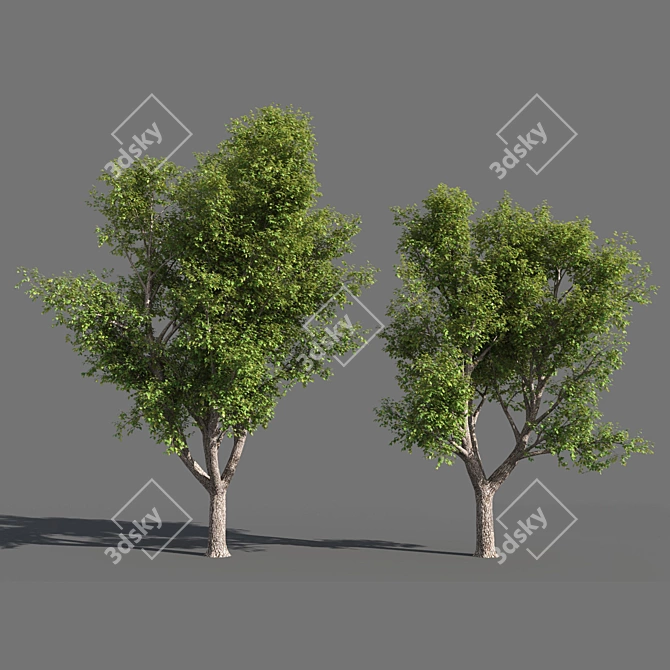  Seasons Tree Pack 3D model image 3