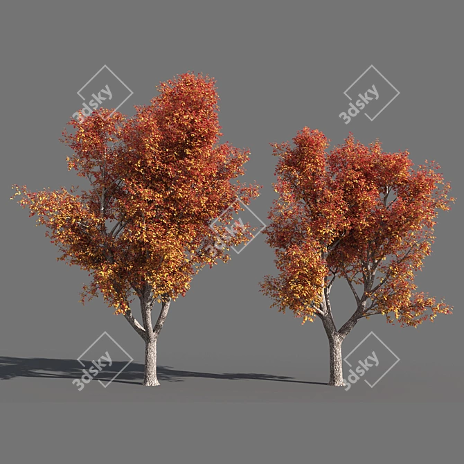  Seasons Tree Pack 3D model image 4