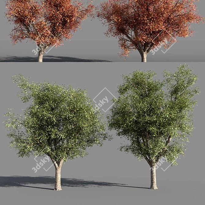Title: 4 Varieties of Summer-Autumn Trees 3D model image 1