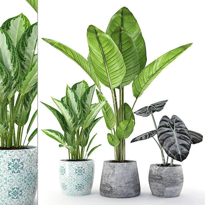 Tropical Paradise: Chinese Evergreen & Alocasia 3D model image 1