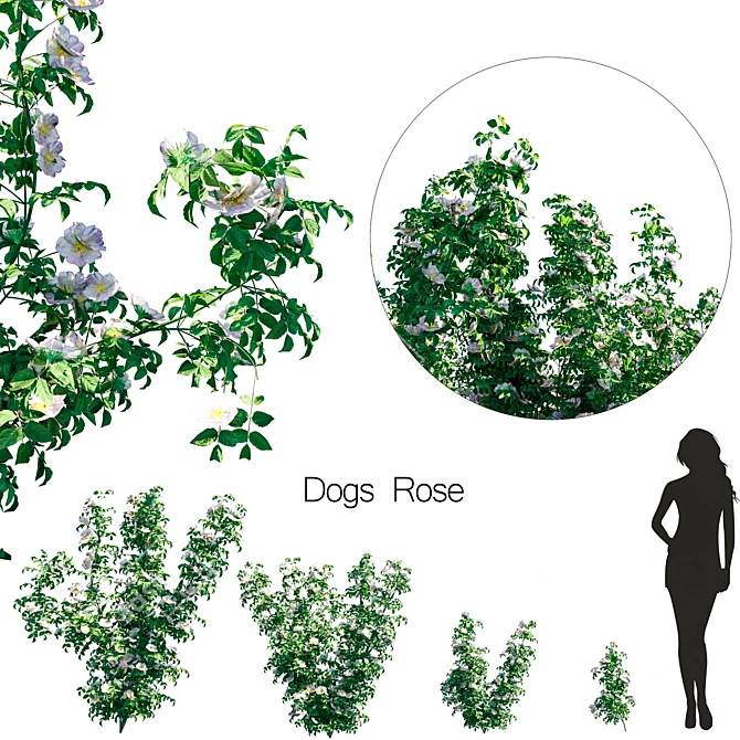 Doge Rose Set: Unleash Pup's Elegance 3D model image 1