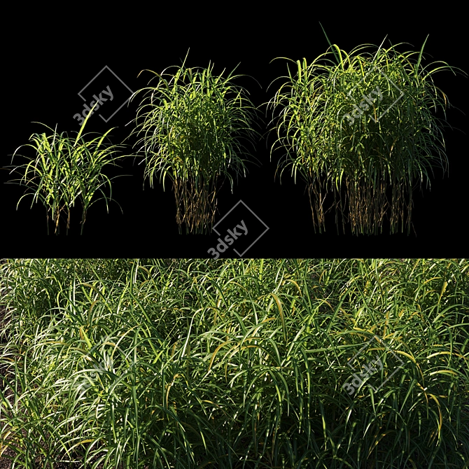 Giant Miscanthus Grass: Lifelike Decor for Your Space 3D model image 1