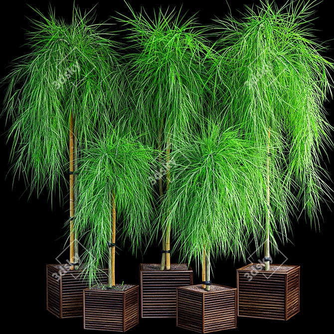 Dwarf Acacia Waterfall: Stunning Plant Set 3D model image 1