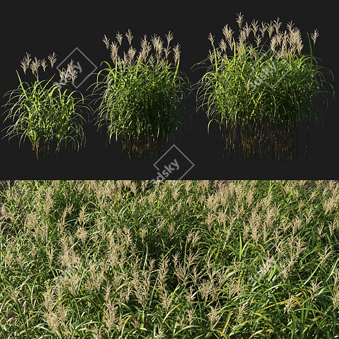 Giant Miscanthus Flower: Stunning and Realistic 3D model image 1