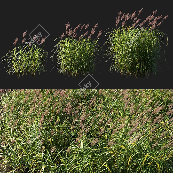 Giant Miscanthus with Red Bloom 3D model image 1