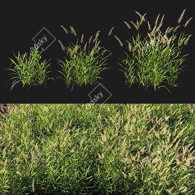 Calamagrostis Arundinacea Grass: Lifelike 3D Model 3D model image 1