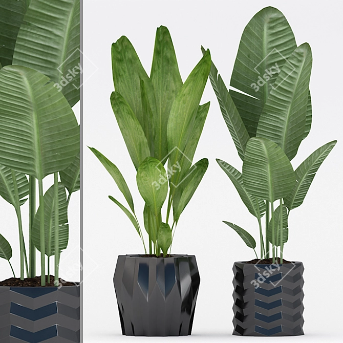 176 Plants: Aspidistra, Succulent, Palm with Black & Color Pot 3D model image 1