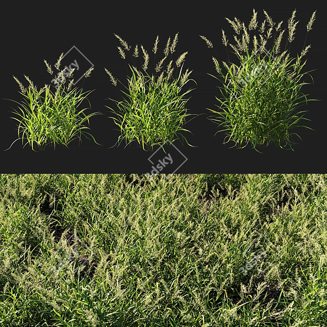 Calamagrostis Grass 3D Model 3D model image 1