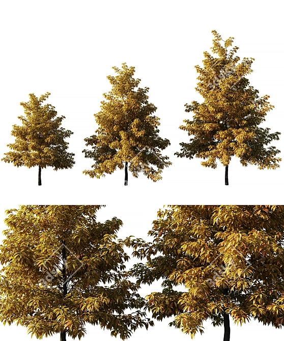 Autumn Maple Tree 3D Model 3D model image 1