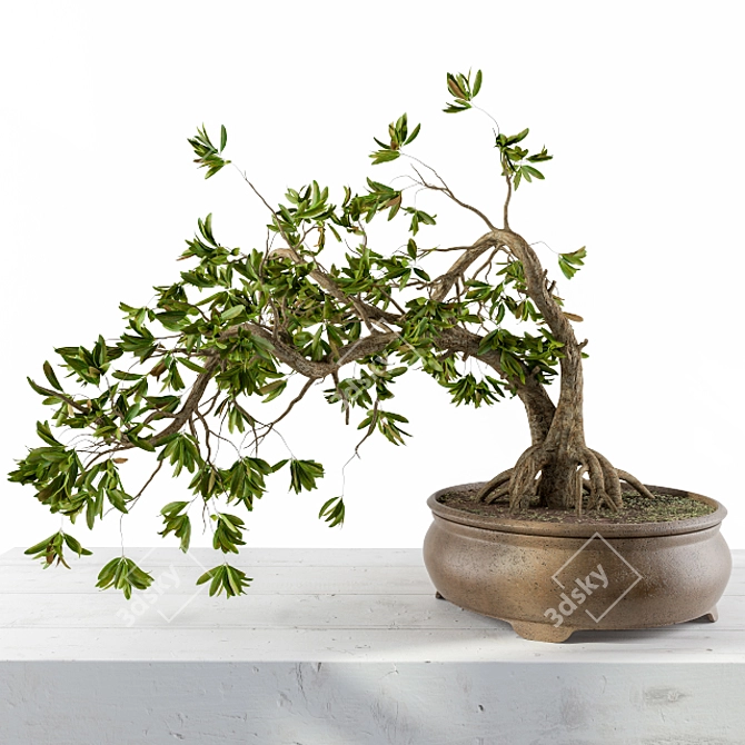 Miniature Broadleaf Bonsai 3D model image 1