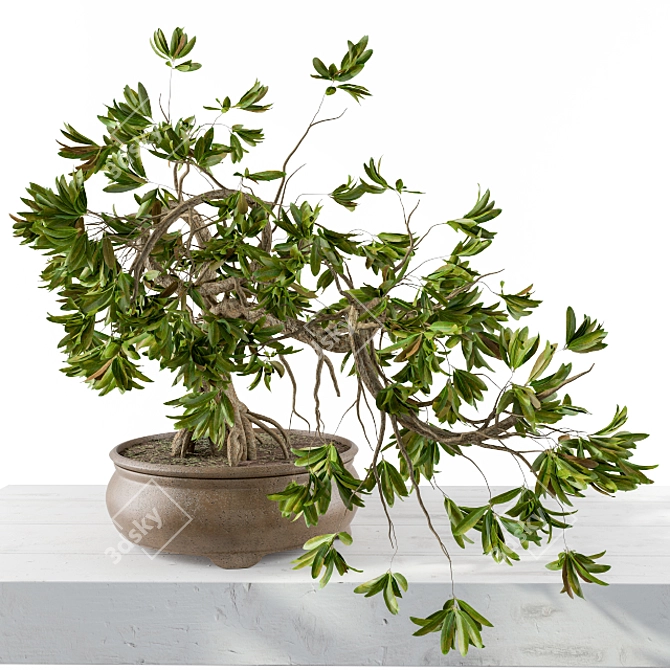 Miniature Broadleaf Bonsai 3D model image 2