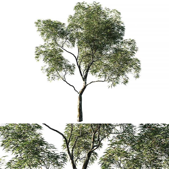 Eucalyptus Saligna 01 - 2014 Design 3D model image 1