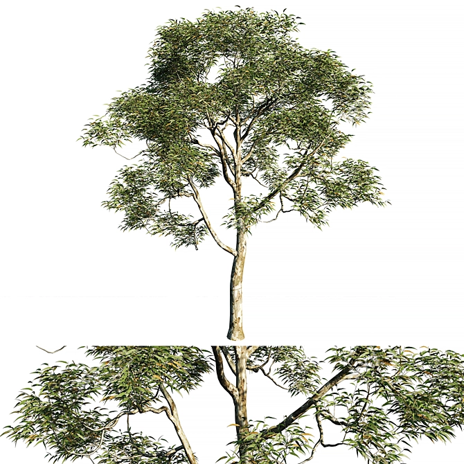 Elegant Eucalyptus Saligna Tree 3D model image 1