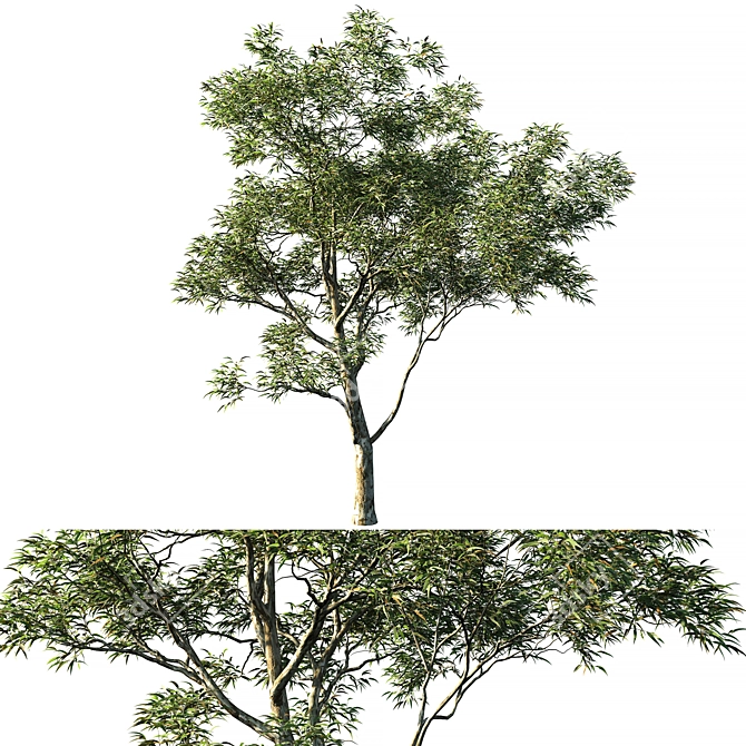 Eucalyptus Saligna 03: Versatile and Realistic 3D Model 3D model image 1