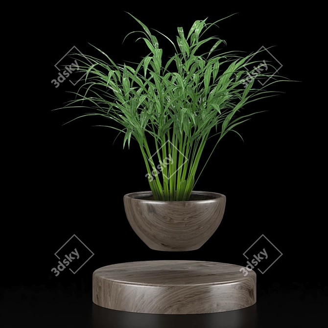 Levitating Plant Collection: Hamedorea, Carmona, Selaginella 3D model image 3