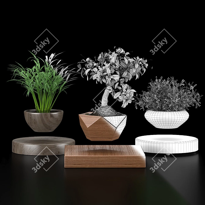 Levitating Plant Collection: Hamedorea, Carmona, Selaginella 3D model image 5