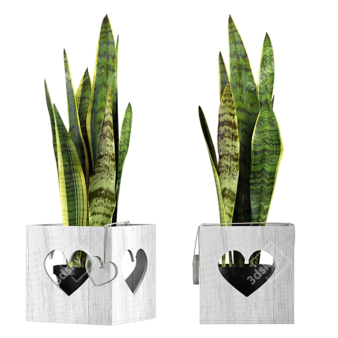 Stylish Sansevieria Plant 3D model image 1