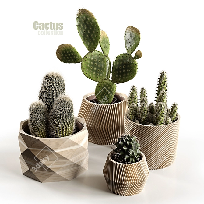 Succulent Sensations: Cactus Collection 3D model image 1