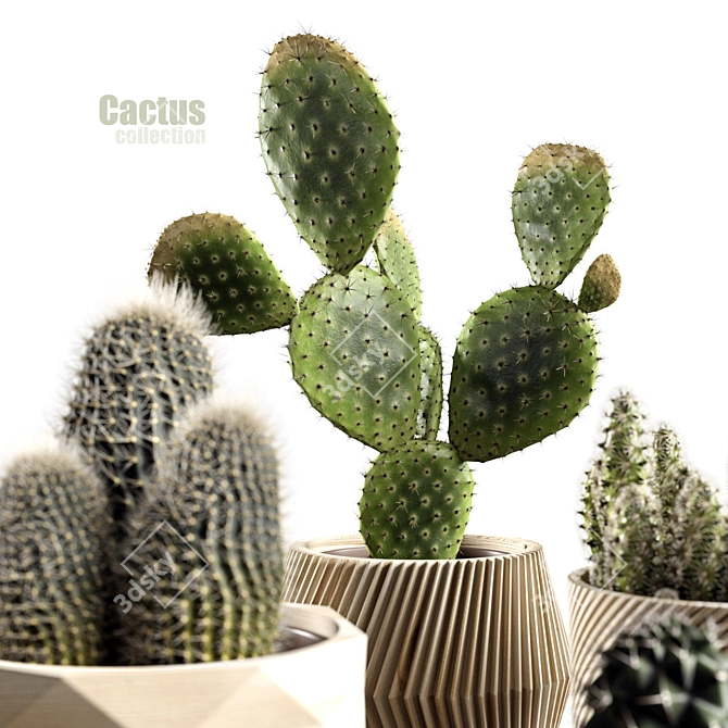 Succulent Sensations: Cactus Collection 3D model image 2