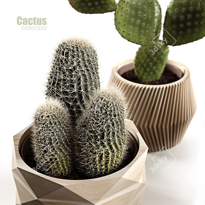 Succulent Sensations: Cactus Collection 3D model image 3