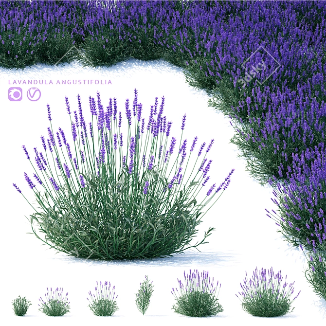 Narrow-Leaved Lavender Plant | Lavandula angustifolia 3D model image 1
