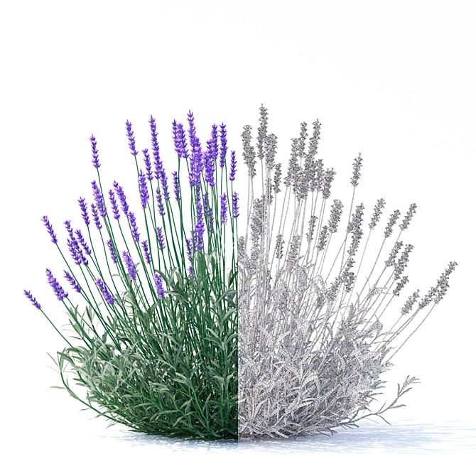 Narrow-Leaved Lavender Plant | Lavandula angustifolia 3D model image 2