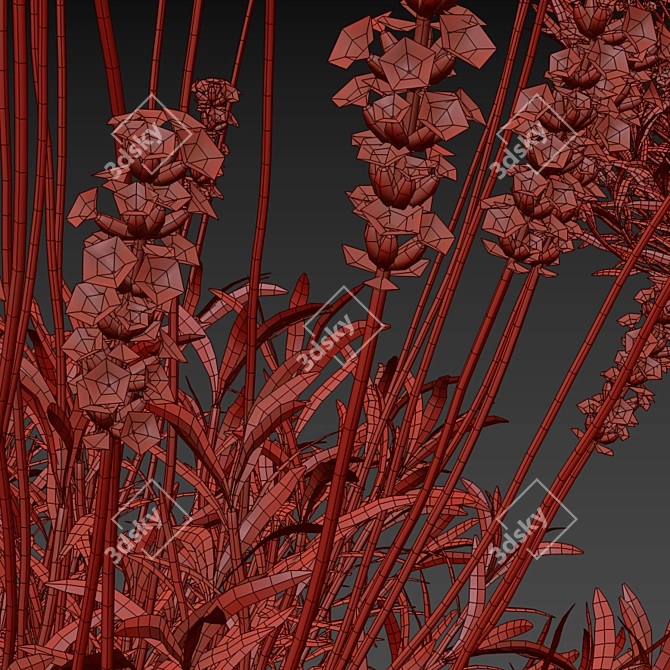 Narrow-Leaved Lavender Plant | Lavandula angustifolia 3D model image 3