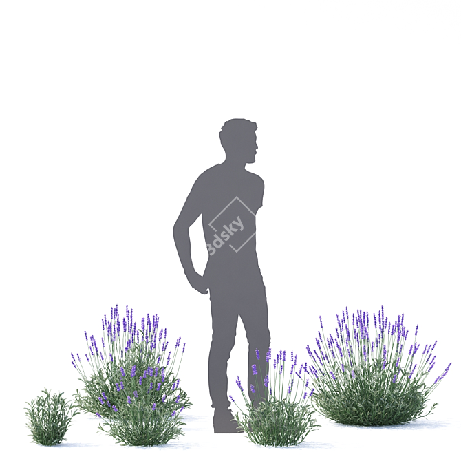 Narrow-Leaved Lavender Plant | Lavandula angustifolia 3D model image 5