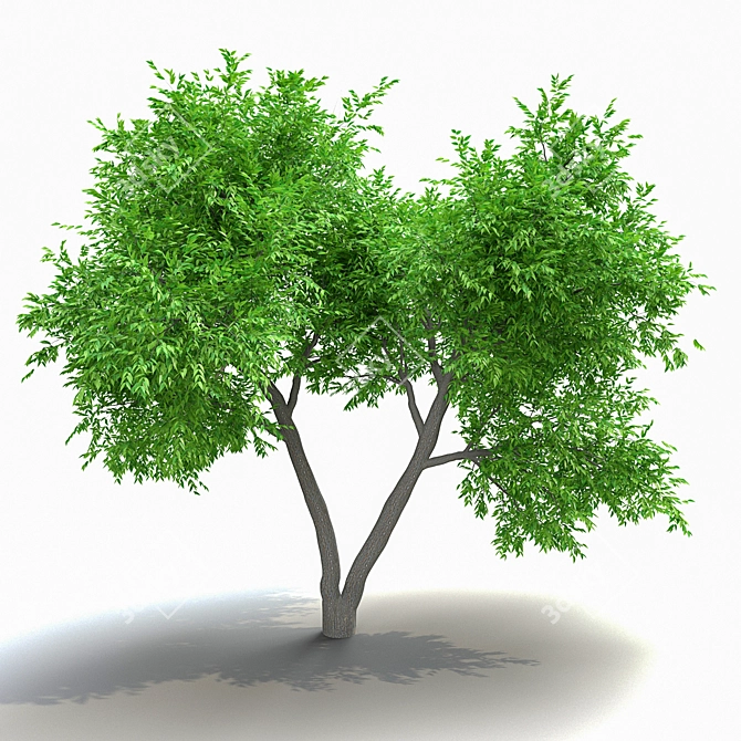 Elegant American Elm Tree 3D model image 1