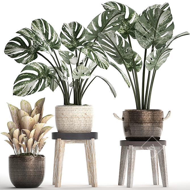 Exotic Monstera Collection: Variegated Houseplants 3D model image 1