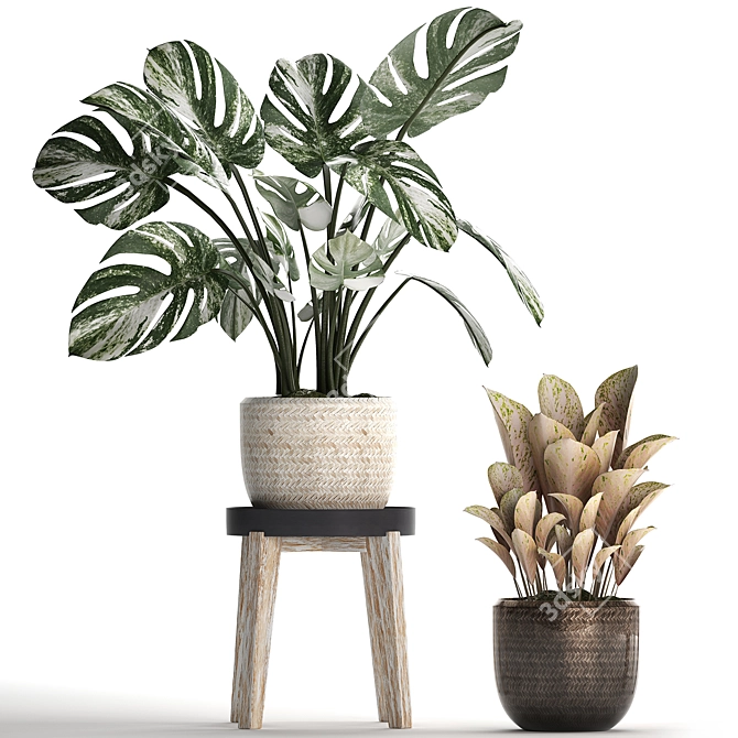 Exotic Monstera Collection: Variegated Houseplants 3D model image 2