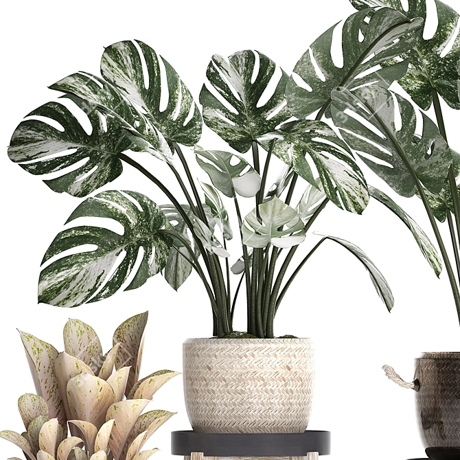 Exotic Monstera Collection: Variegated Houseplants 3D model image 4