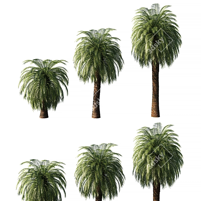 Macrozamia Moorei Palm Tree: Lifelike Foliage for Exquisite Landscapes 3D model image 1