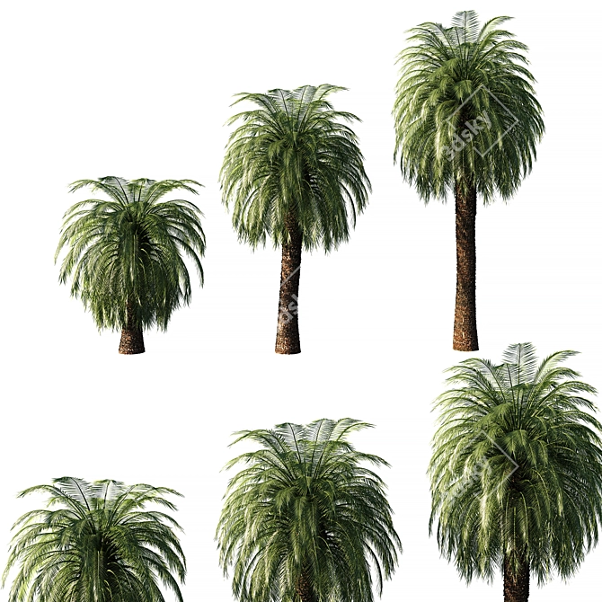 Macrozamia Moorei Palm Tree: Lifelike Foliage for Exquisite Landscapes 3D model image 2