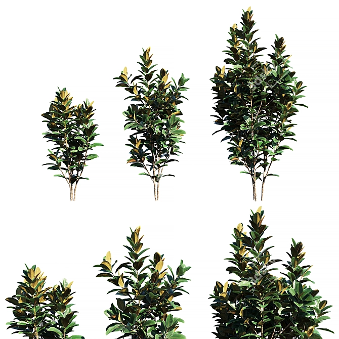 Natural Rubber Tree Indoor Plant 3D model image 1