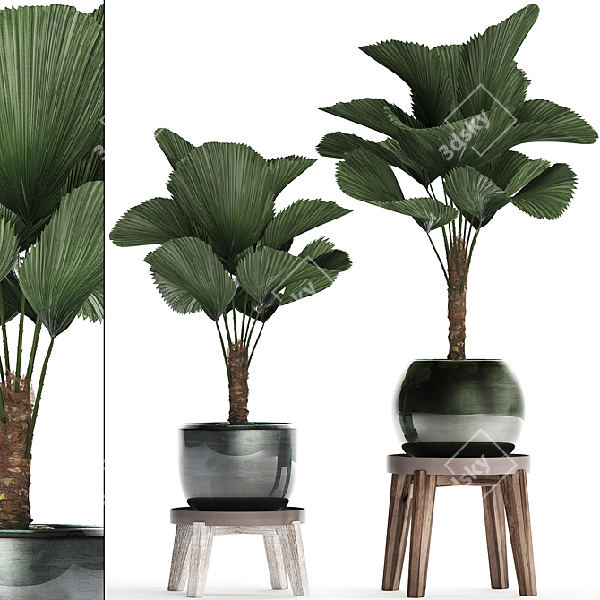 Exotic Licuala Palm Collection 3D model image 1