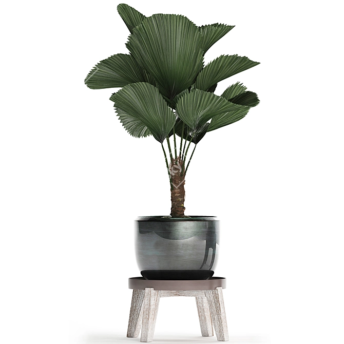 Exotic Licuala Palm Collection 3D model image 2